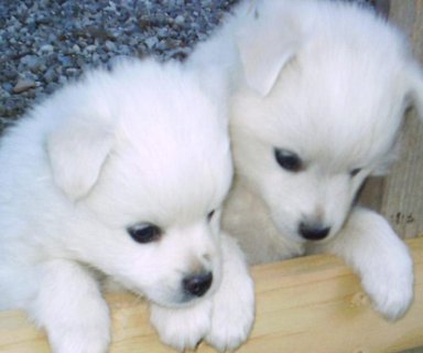 white siberian husky dogs