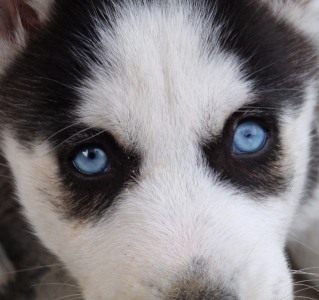 blue eyed siberian husky