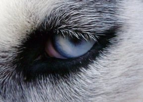 husky blue eyes