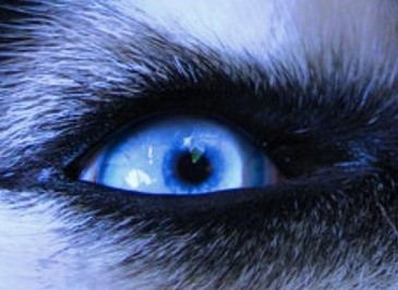 husky eyes