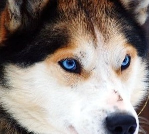 siberian eyes