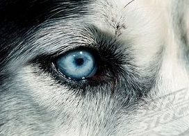 siberian husky eyes