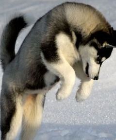 black white husky image