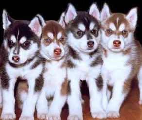 cute siberian husky image