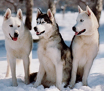 huskies image