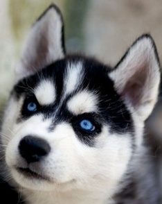 husky image