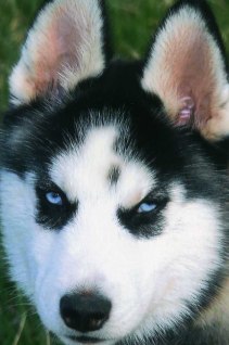 siberian husky images