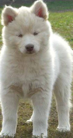 white husky image