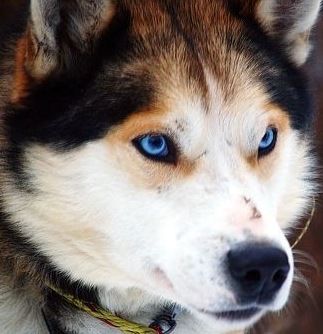 alaskan siberian husky mix