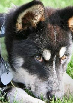 black siberian husky mix