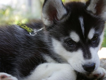 cute siberian mix