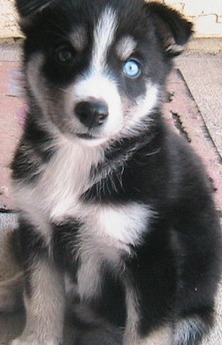 husky mix