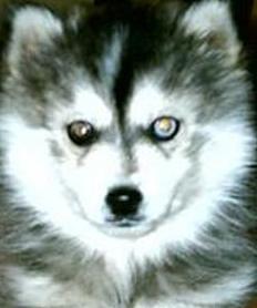 siberian husky mix breed