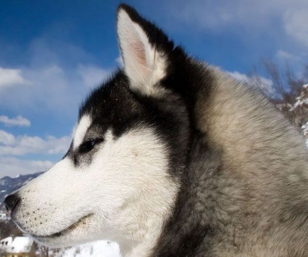 alaskan siberian husky picture