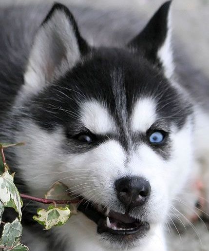 Black and White Siberian Husky Picture