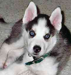 cute siberian husky picture