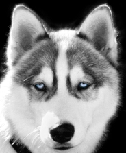 grey siberian husky picture