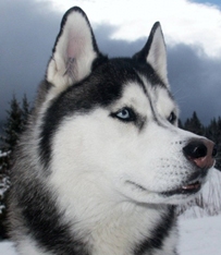 siberian husky picture