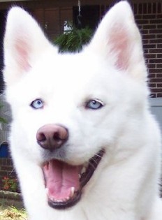 white siberian husky picture