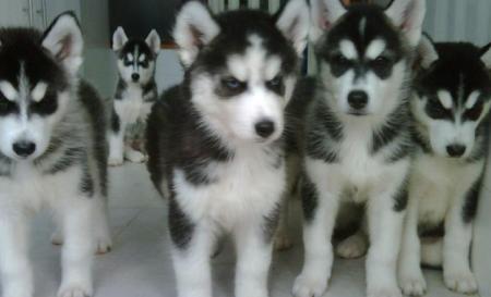 black siberian husky puppies