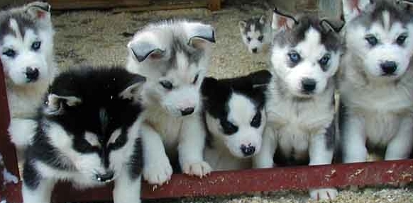 cute siberian husky puppies