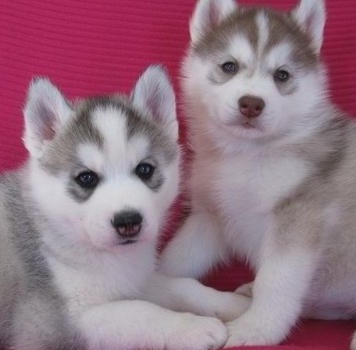 grey siberian husky puppies