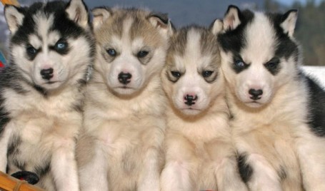 siberian husky puppies picture