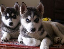 siberian husky puppies