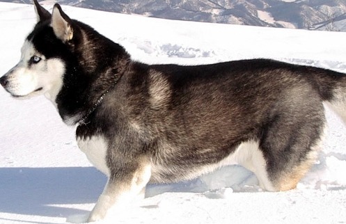 siberian husky puppy