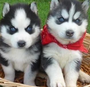 siberian husky puppies