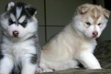 white siberian husky puppies