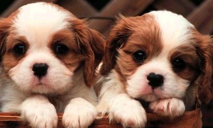 Teacup Puppies