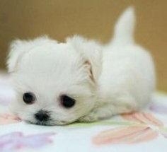 Teacup Puppy