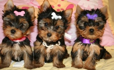 Yorkie Teacup Puppies