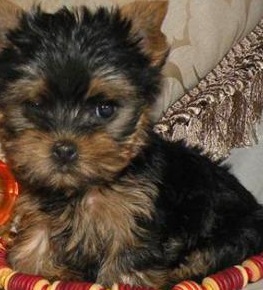 Yorkie Teacup Puppy