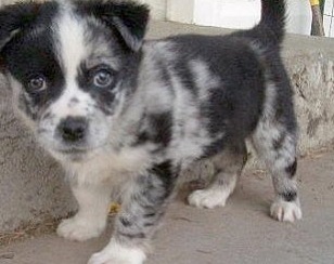 Aussi Welsh Corgi Puppy