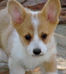 Cute Welsh Corgi Puppy