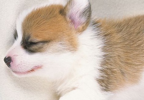 Happy Welsh Corgi Puppy