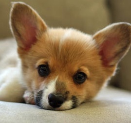 Miniature Welsh Corgi Puppy