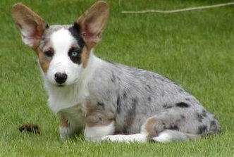 Mixed Welsh Corgi Puppy