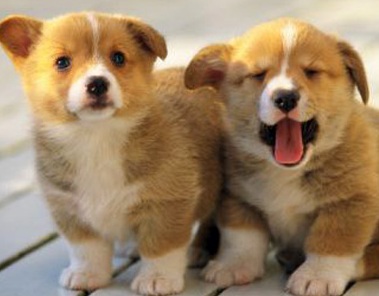 Welsh Corgi Puppies