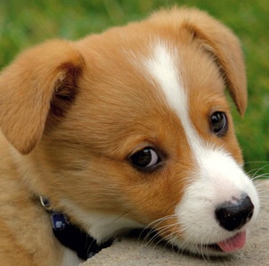 Welsh Corgi Puppy Picture