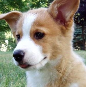 Welsh Corgi Puppy