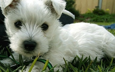 Cute West Highland Terrier