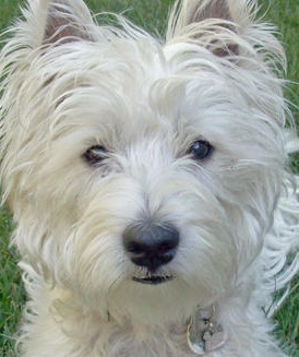 West Highland Terrier Dog