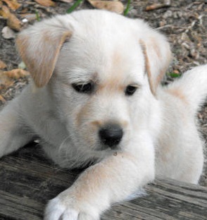 West Highland Terrier Picture