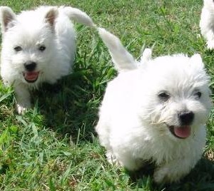 West Highland Terrier Puppies