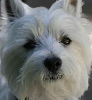 West Highland Terrier Puppy