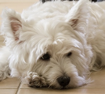 West Highland Terrier