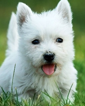 Cute Westie Puppy